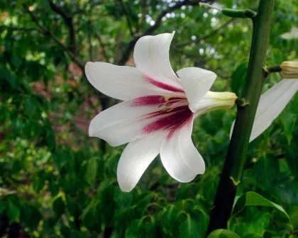 Cardiocrinum