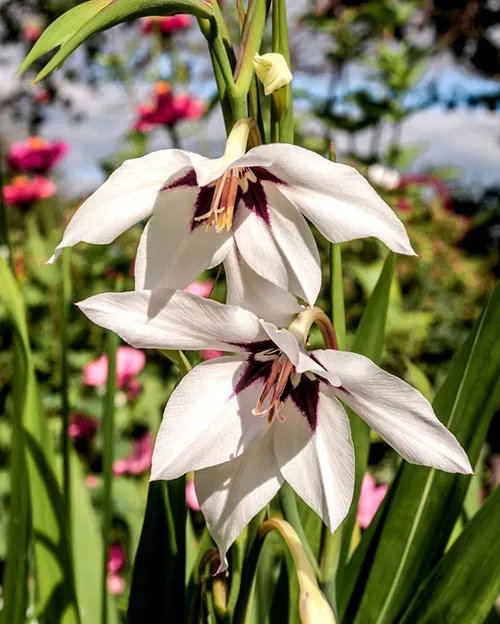 acidanthera