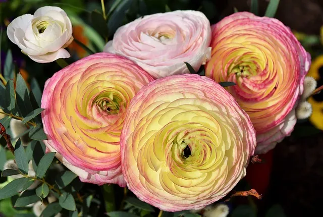 Ranunculus