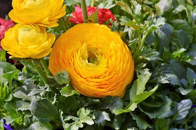 Ranunculus