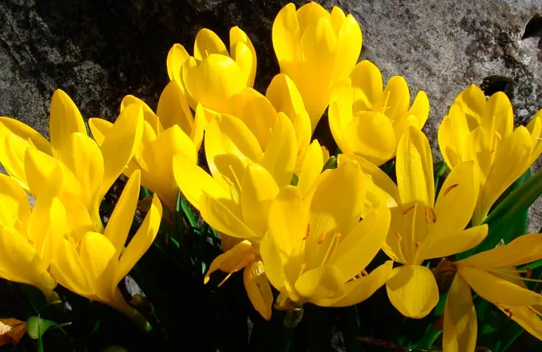 Sternbergia lutea