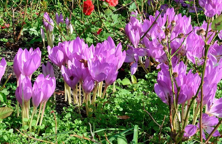 Безвременник (Colchicum-cilicicum.)