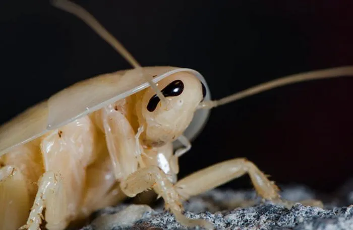 вид тараканов питающихся ресницами